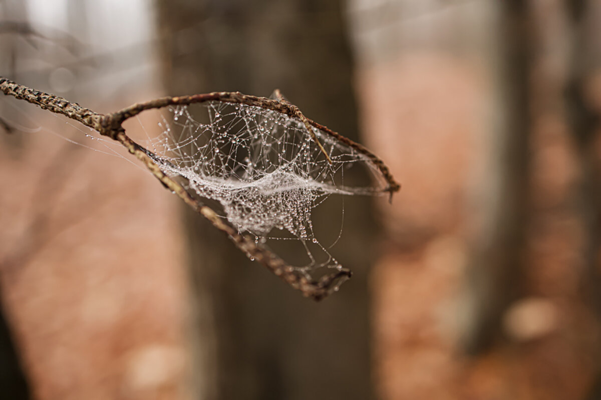 утренняя роса. - Lucy Schneider 