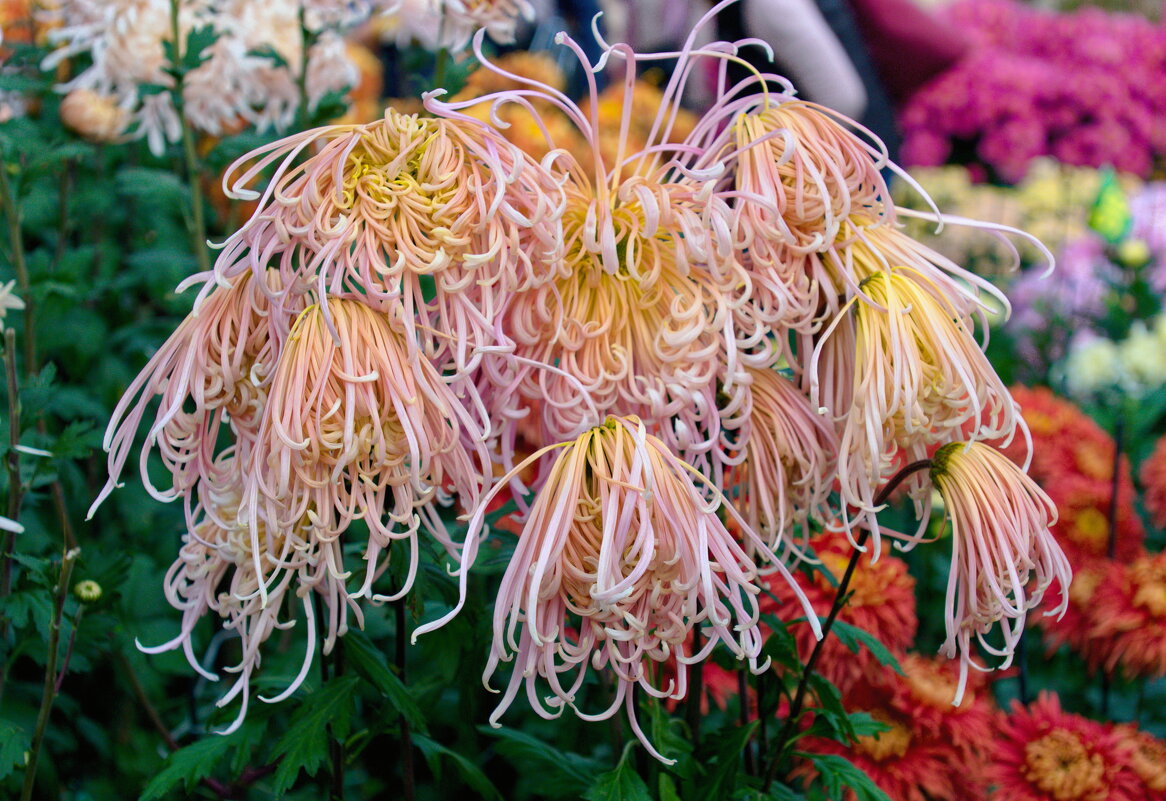 нежность - Всеволод нежность - Всеволод