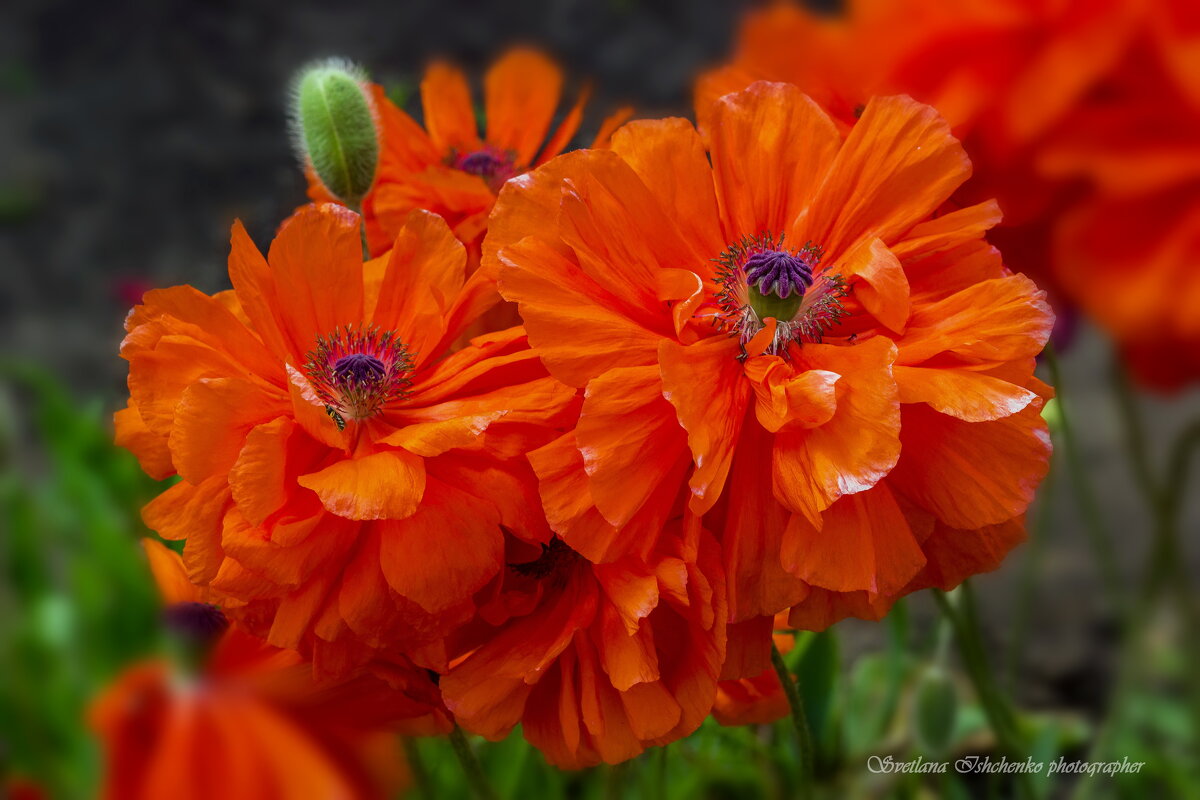 Мак атлантический. - Светлана Ищенко