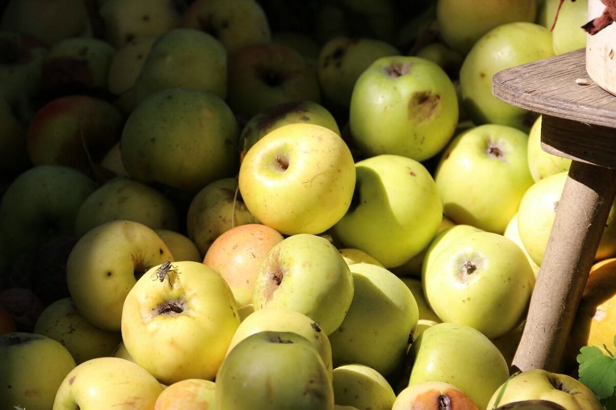 Плоды осени. - Екатерина Леш