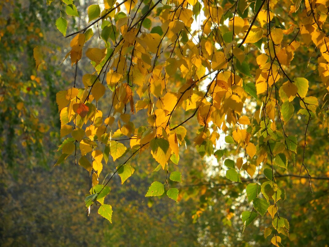 Осеннее... - Татьяна Львова