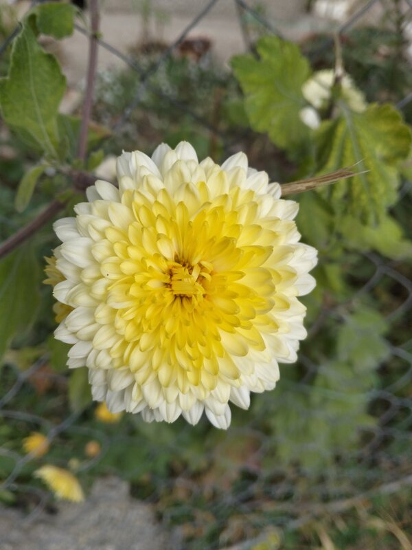 Ну пройти мимо, хоть и спешил, не смог. - Giant Tao / Ну пройти мимо, хоть и спешил, не смог. - Giant Tao /