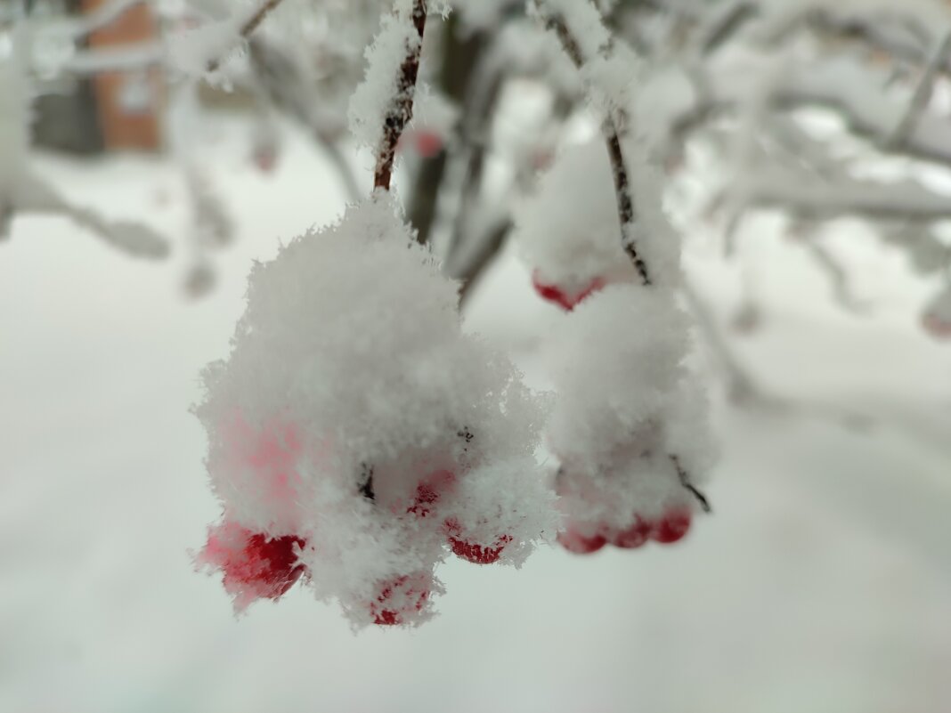 Калина в снежинках - Валентина Богатко 