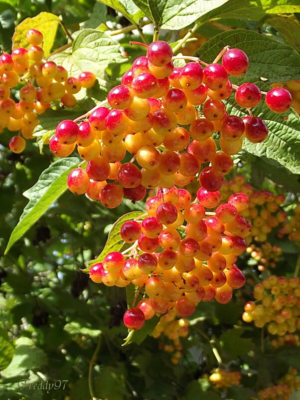 Калина - Freddy 97