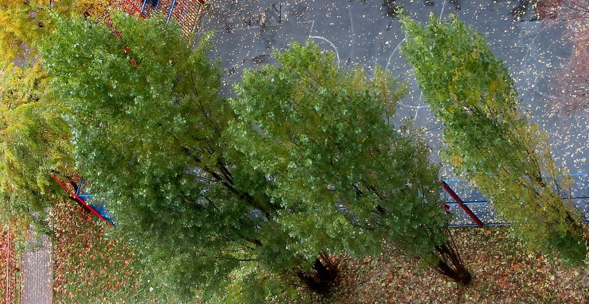 .. " три тополя", kt не сдаются осени.. - galalog galalog