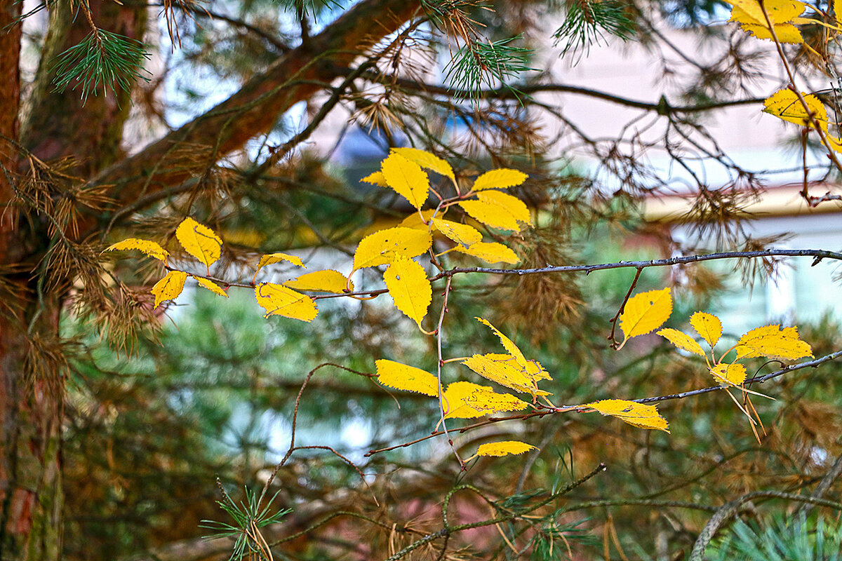 В конце октября - Светлана 