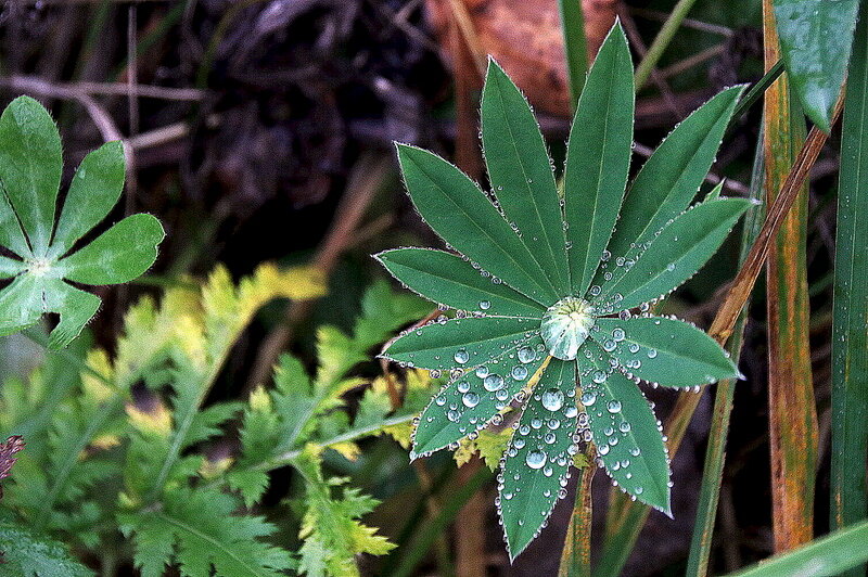 Осенняя роса. - Вячеслав. Синицын