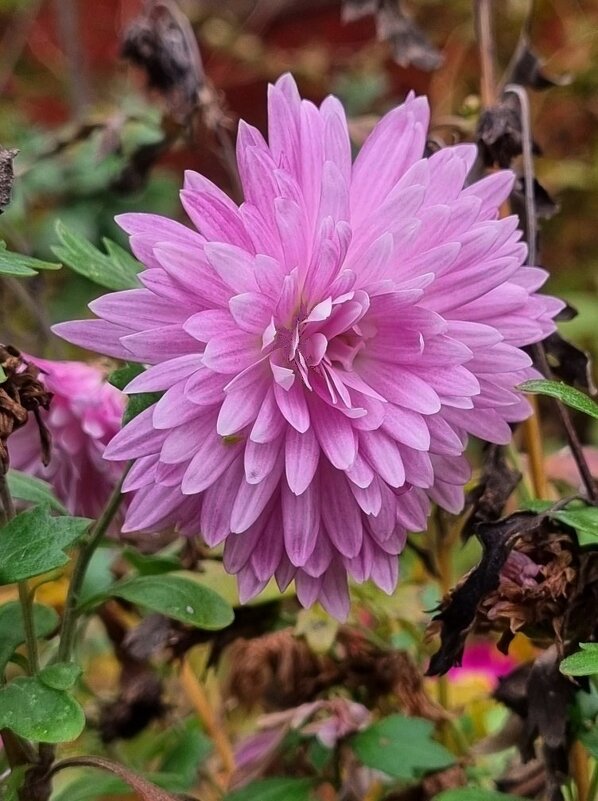 Настроение... - Наталья 