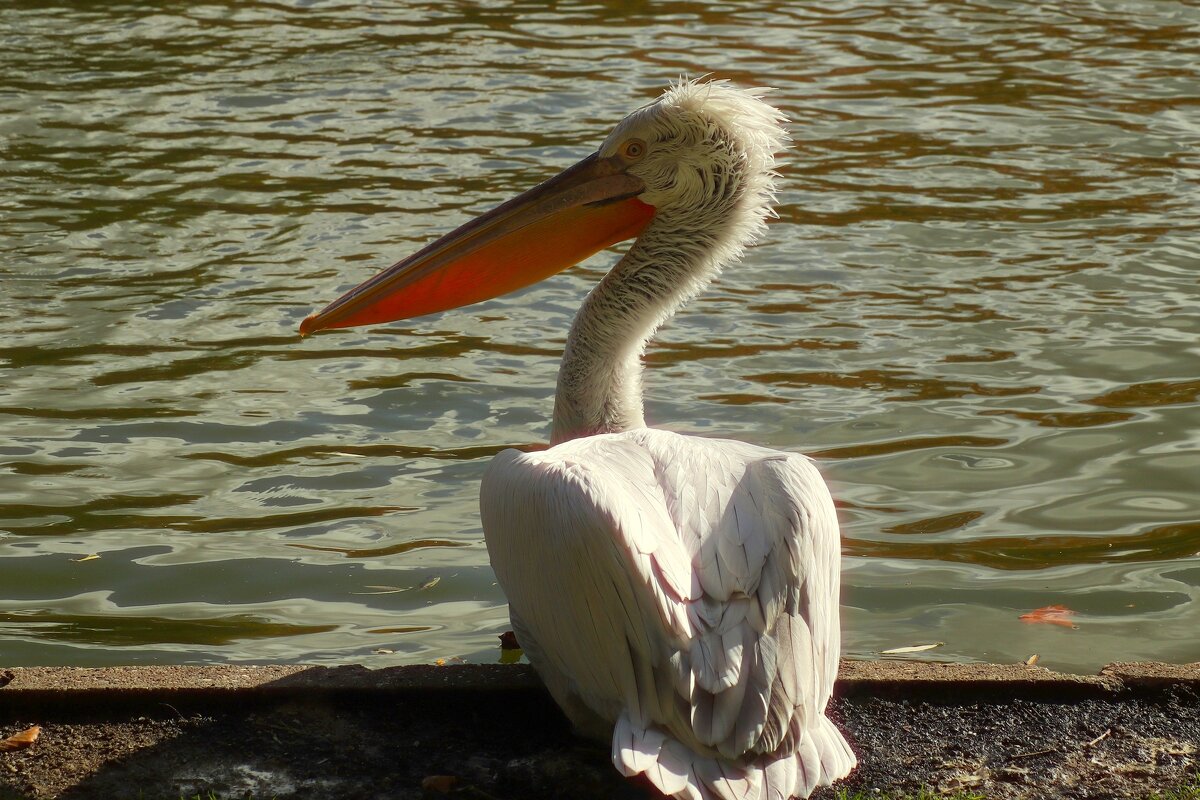 Отдыхающий - Юрий. Шмаков