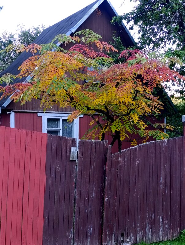 дачные картинки - tatiana 