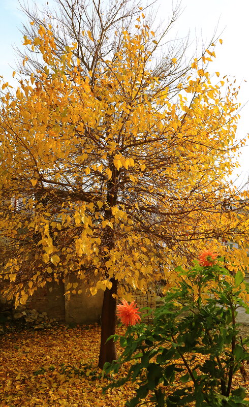 поздняя осень - Игорь Kуленко