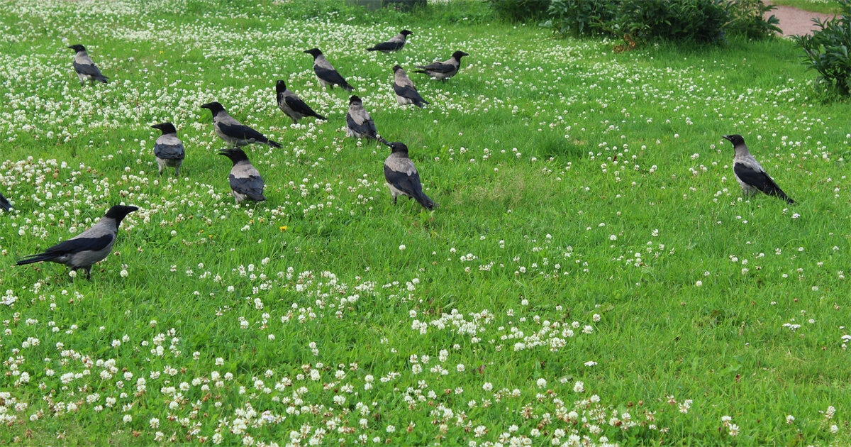 Вороны - Любовь ***