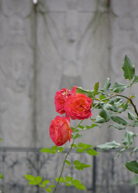 Ноябрь Монастырские розы. - Александр Чеботарь Ноябрь Монастырские розы. - Александр Чеботарь