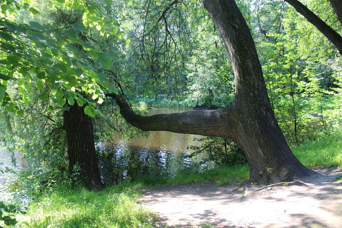 Парк.Елагин остров. - Любовь ***
