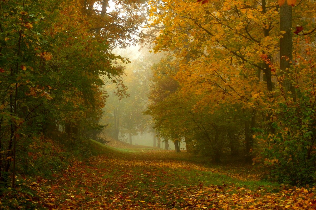 Осень,ноябрь - Юрий. Шмаков