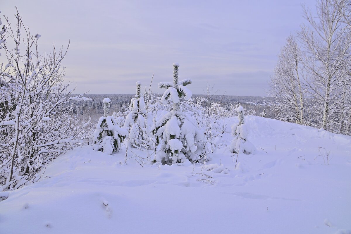 Заяц натоптал. - Владимир Мигонькин