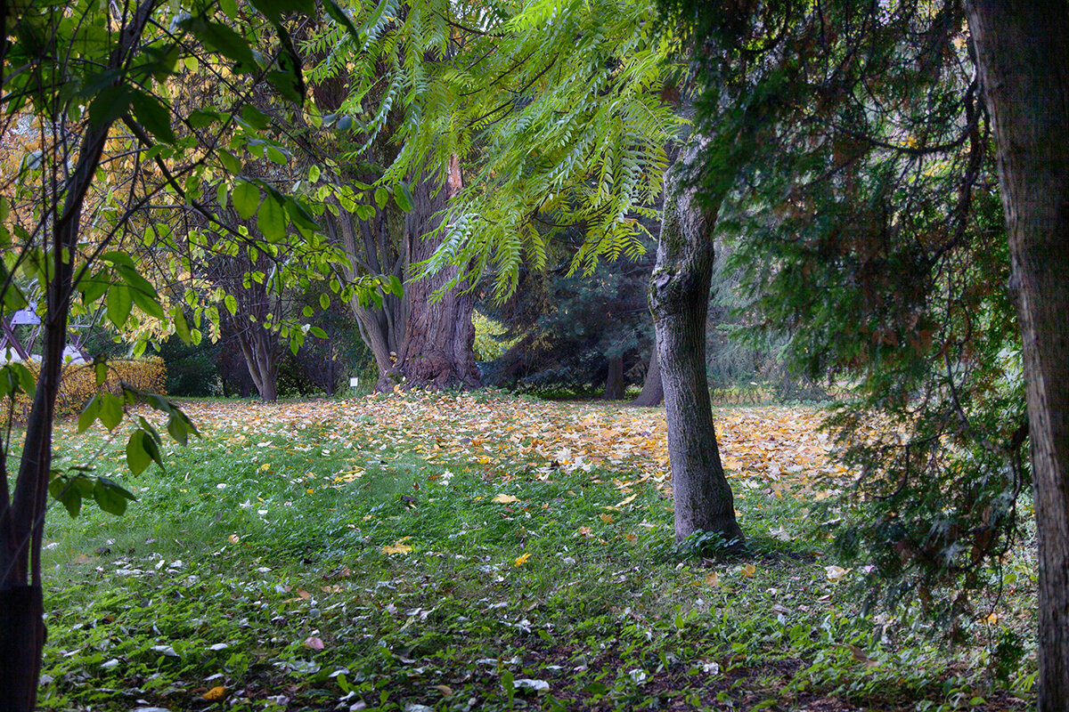 Осень в ботаническом саду. - Лилия *