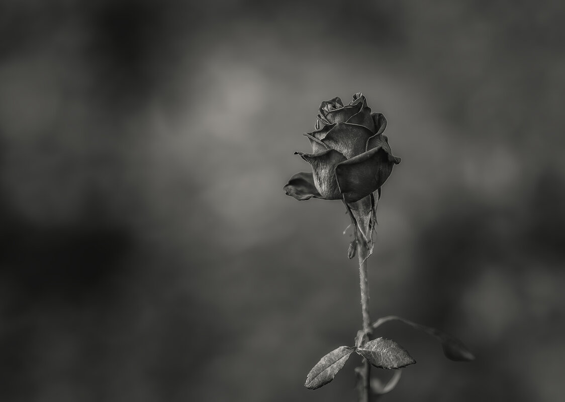 Черная роза эмблема печали - Vladimir 