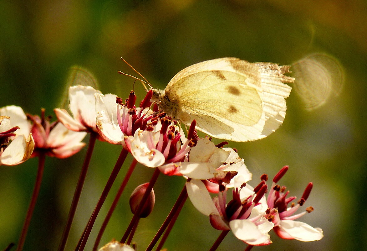 опять про бабочек...27 - Александр Прокудин