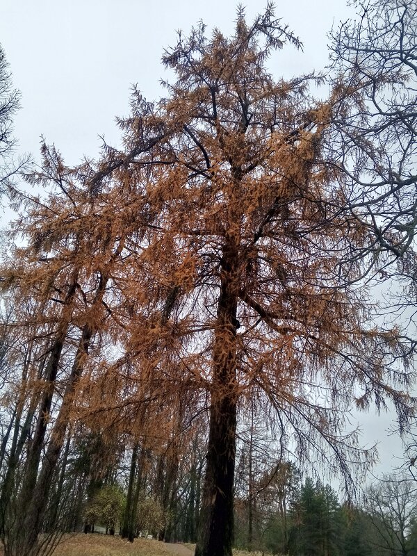 Осень - Сапсан 