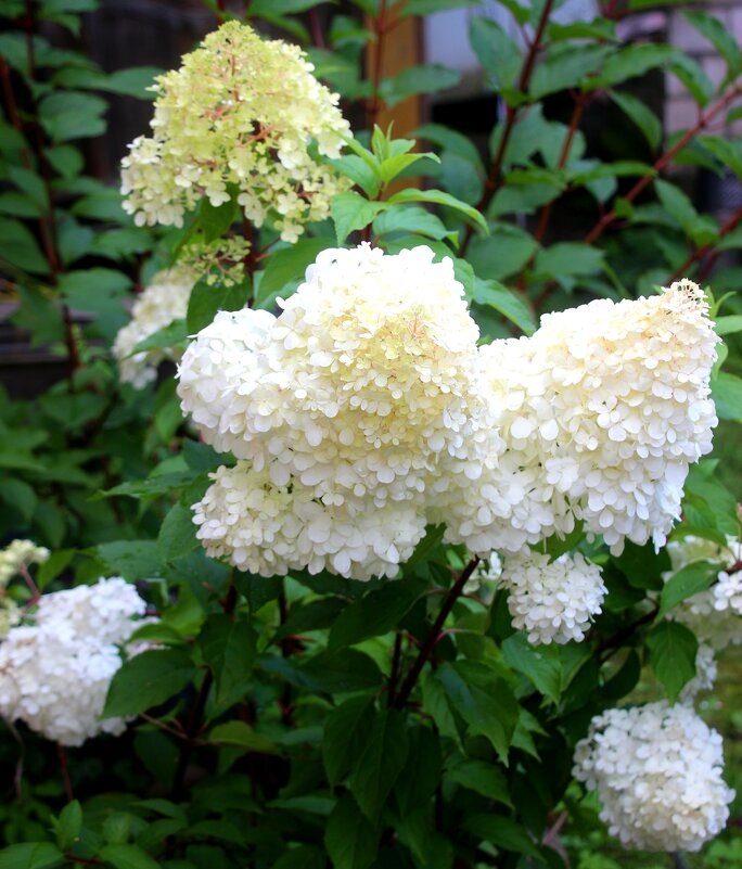 Цветочное настроение - Наталья Герасимова Цветочное настроение - Наталья Герасимова