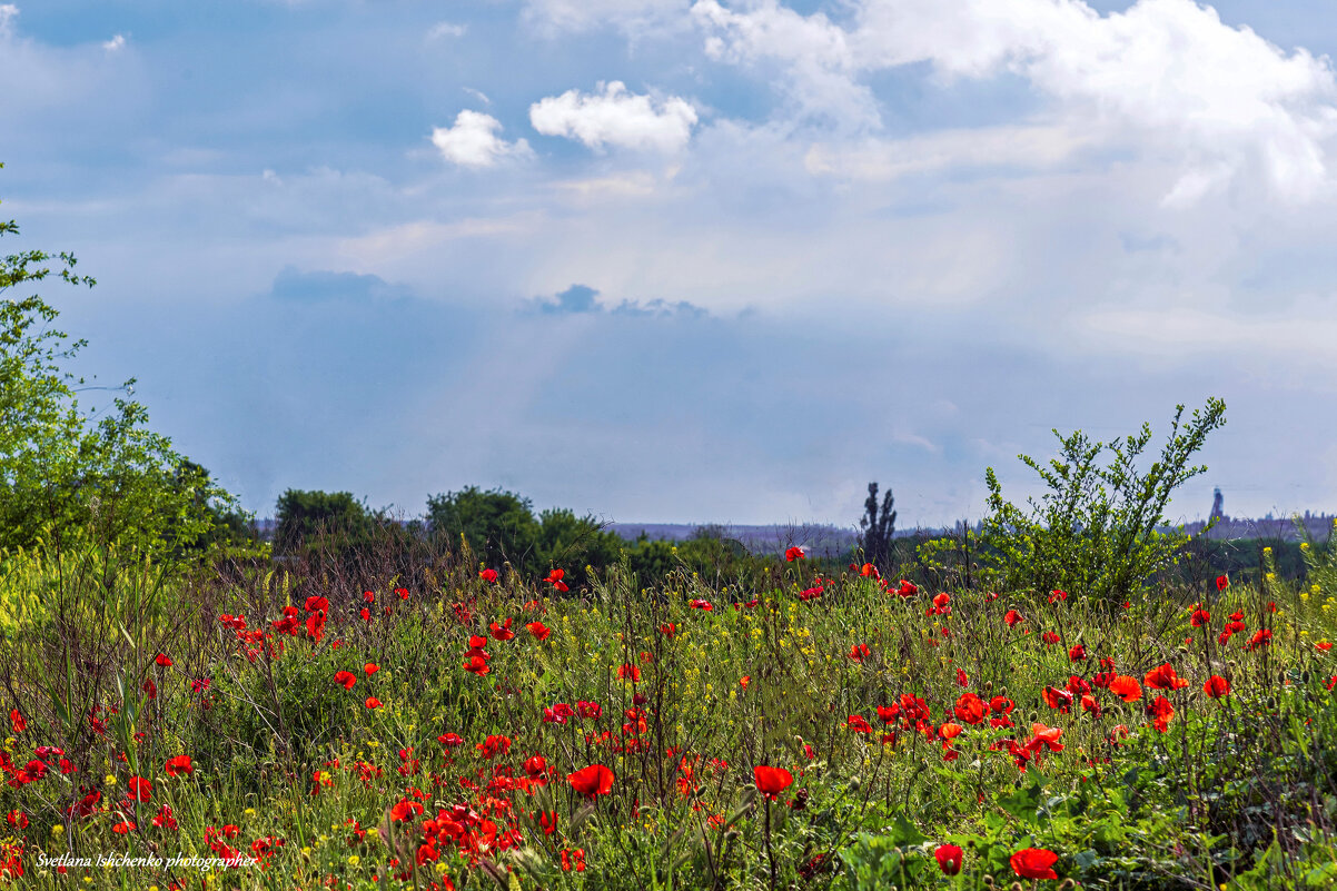 Коврик из цветущих маков. - Светлана Ищенко