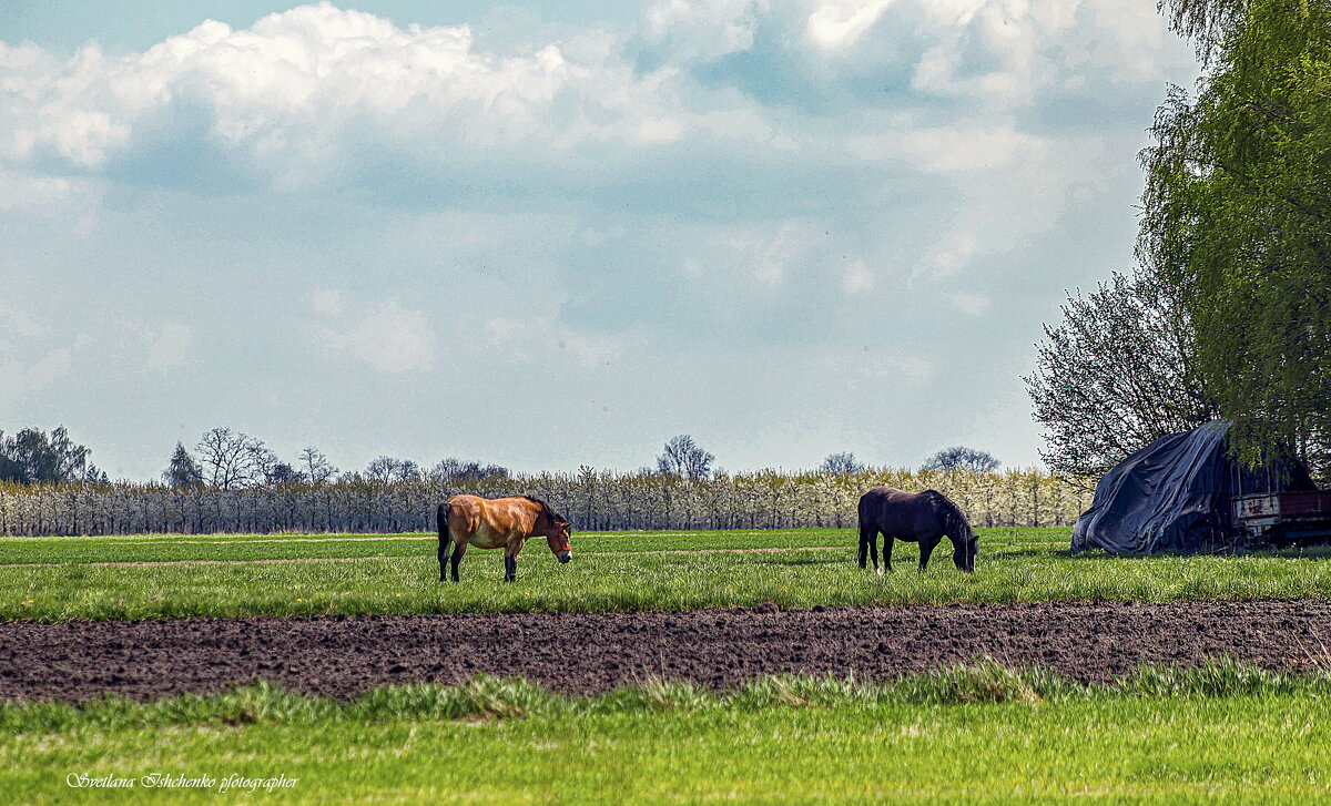 Лошади пасутся на лугу. - Светлана Ищенко Лошади пасутся на лугу. - Светлана Ищенко