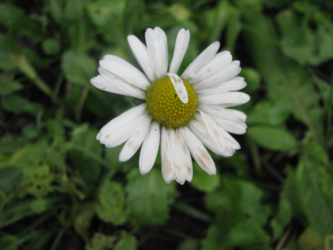 Засмущалась - Людмила Смородинская Засмущалась - Людмила Смородинская