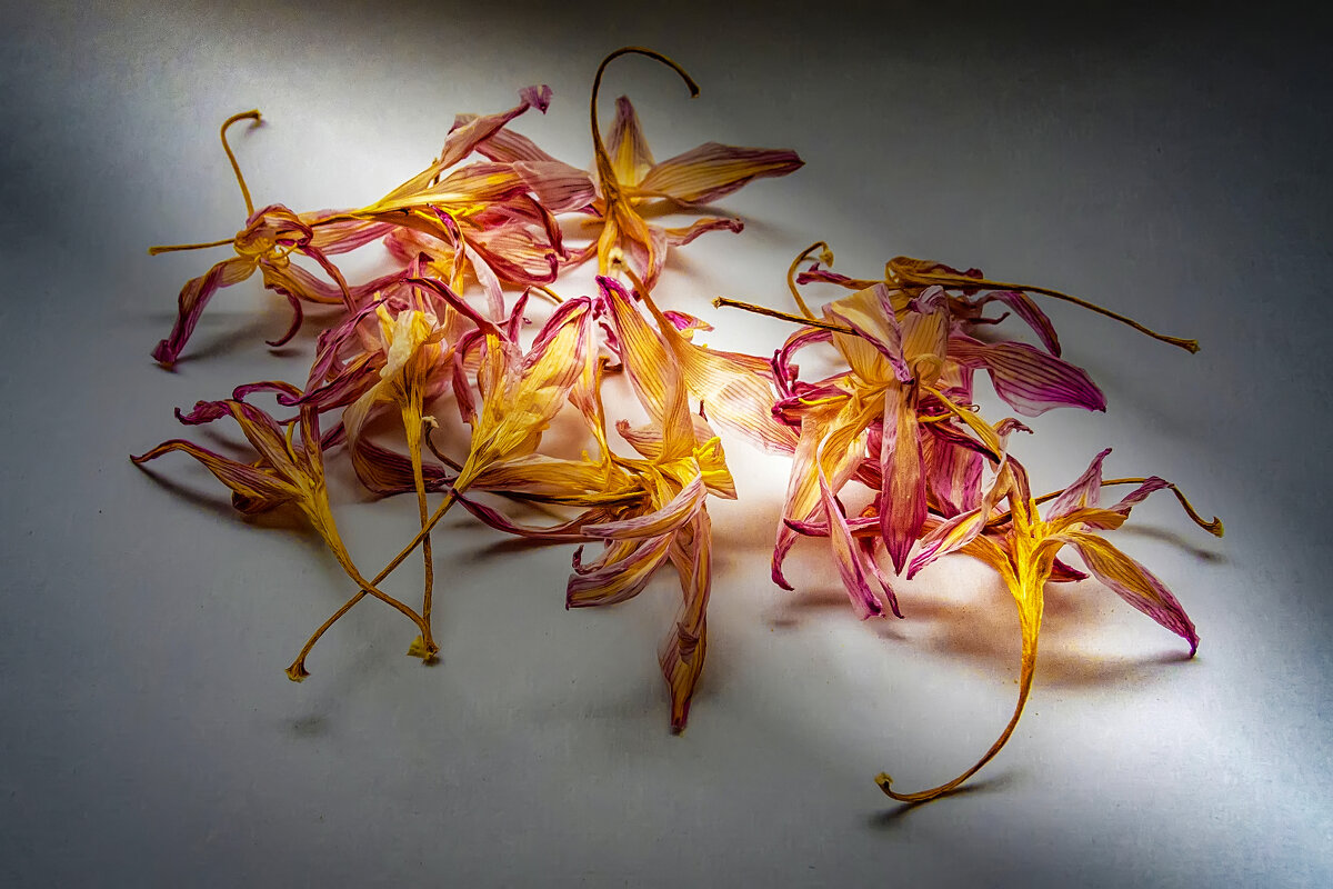 Увядшая красота.  Зефирантес. - Игорь 