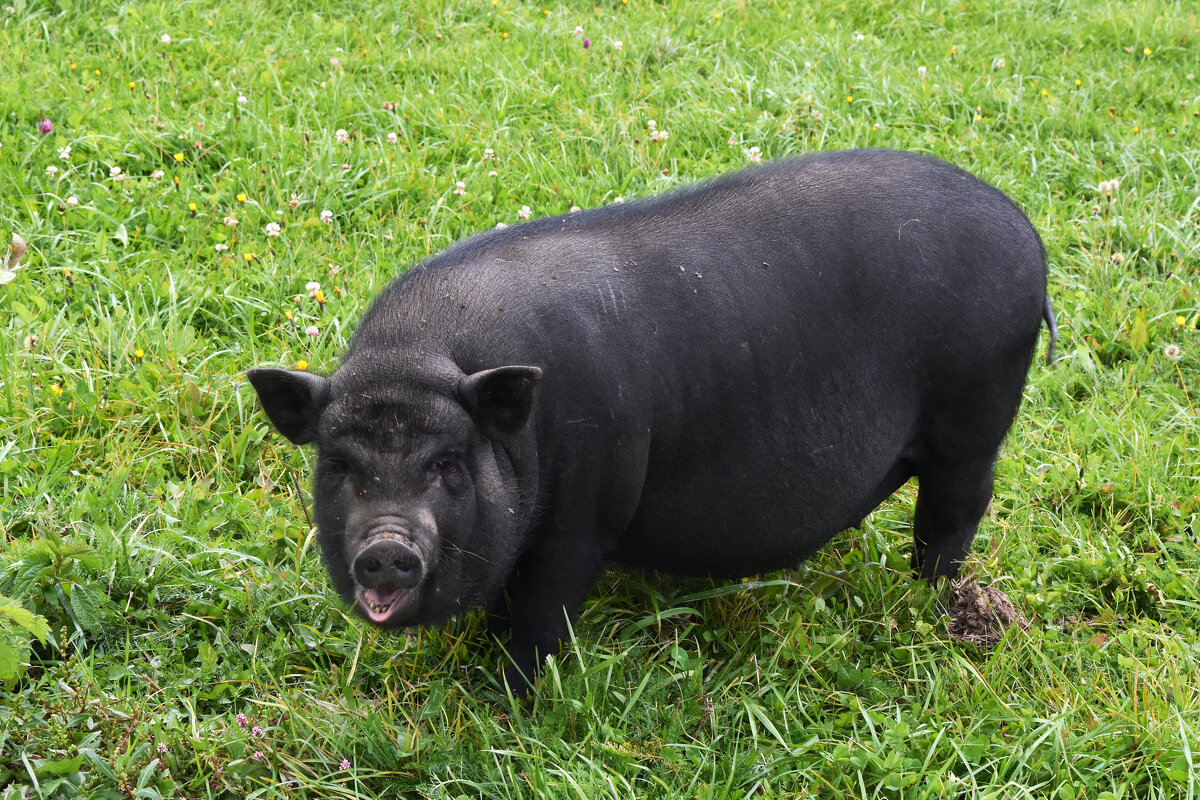 Московская область. Серпухов. Ферма «Русский страус». - Наташа *****