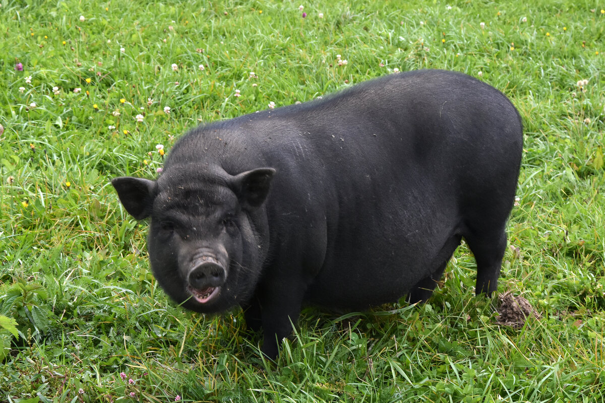 Московская область. Серпухов. Ферма «Русский страус». - Наташа *****