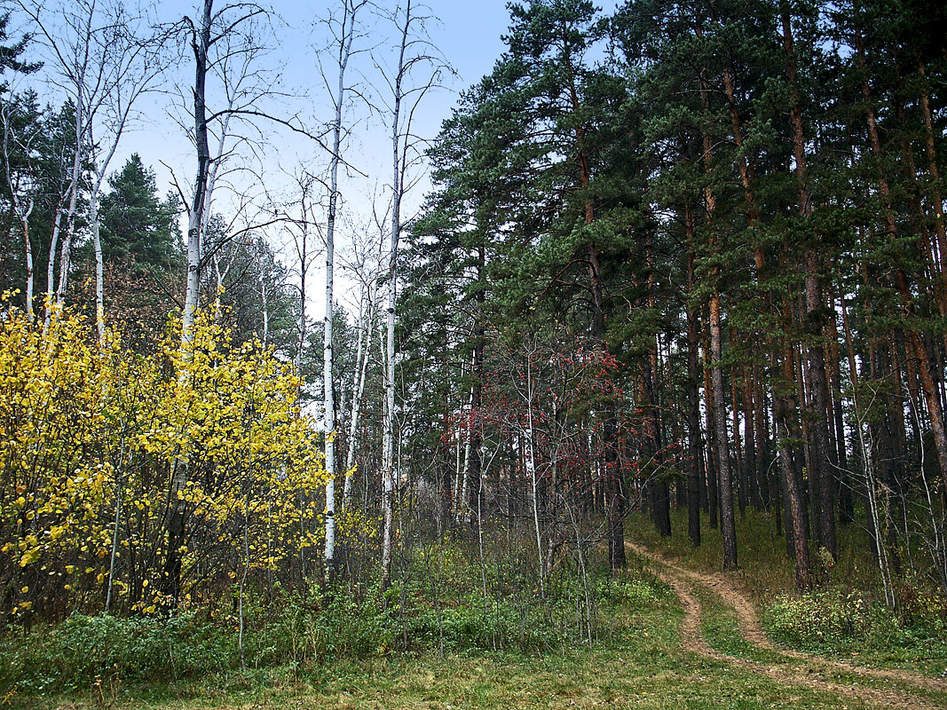 Лесная дорога - MILAV V Лесная дорога - MILAV V