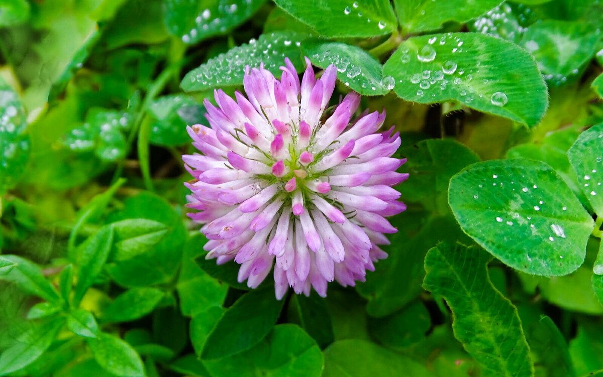 Цвёт клевер в ноябре. - Милешкин Владимир Алексеевич 