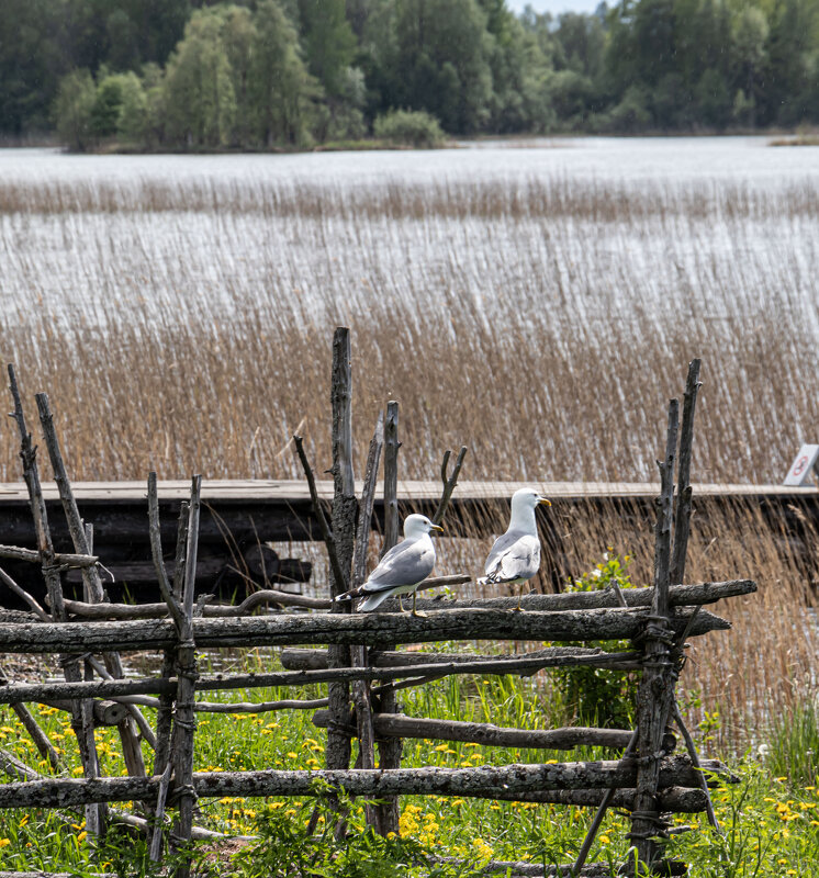 просто чайки - navalon M