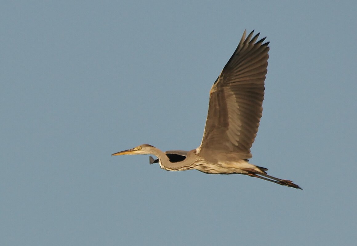 Серая цапля - Сергей Лычагин