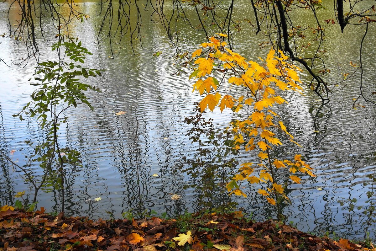 Картинки осени - Рита Симонова