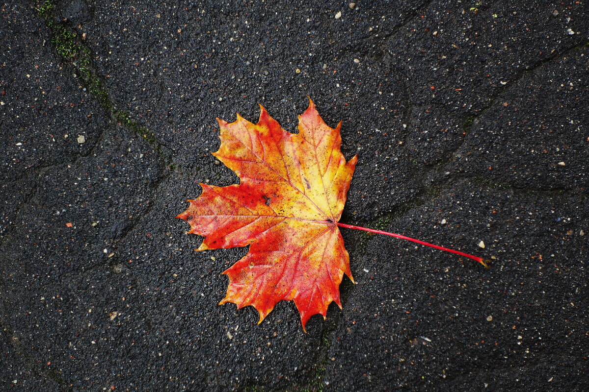 Картинки осени - Рита Симонова