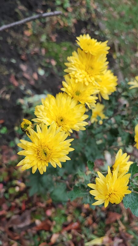 ,,, - Сергей Тимоновский