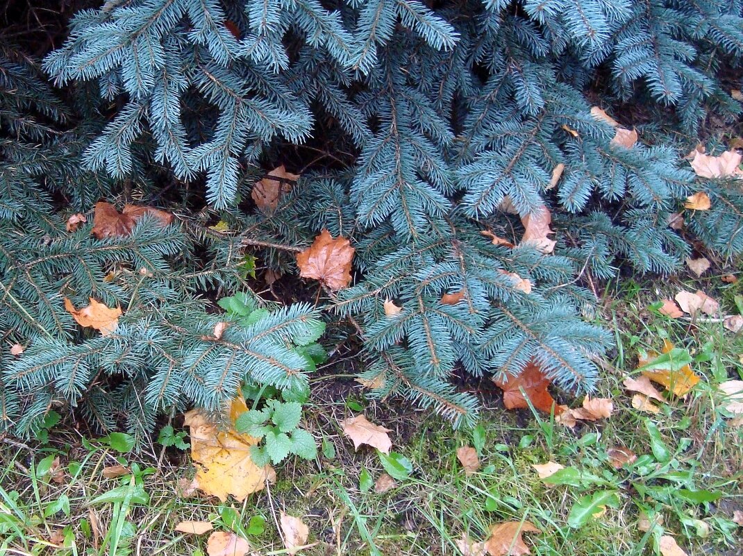 ель осенью... - Галина Флора ель осенью... - Галина Флора