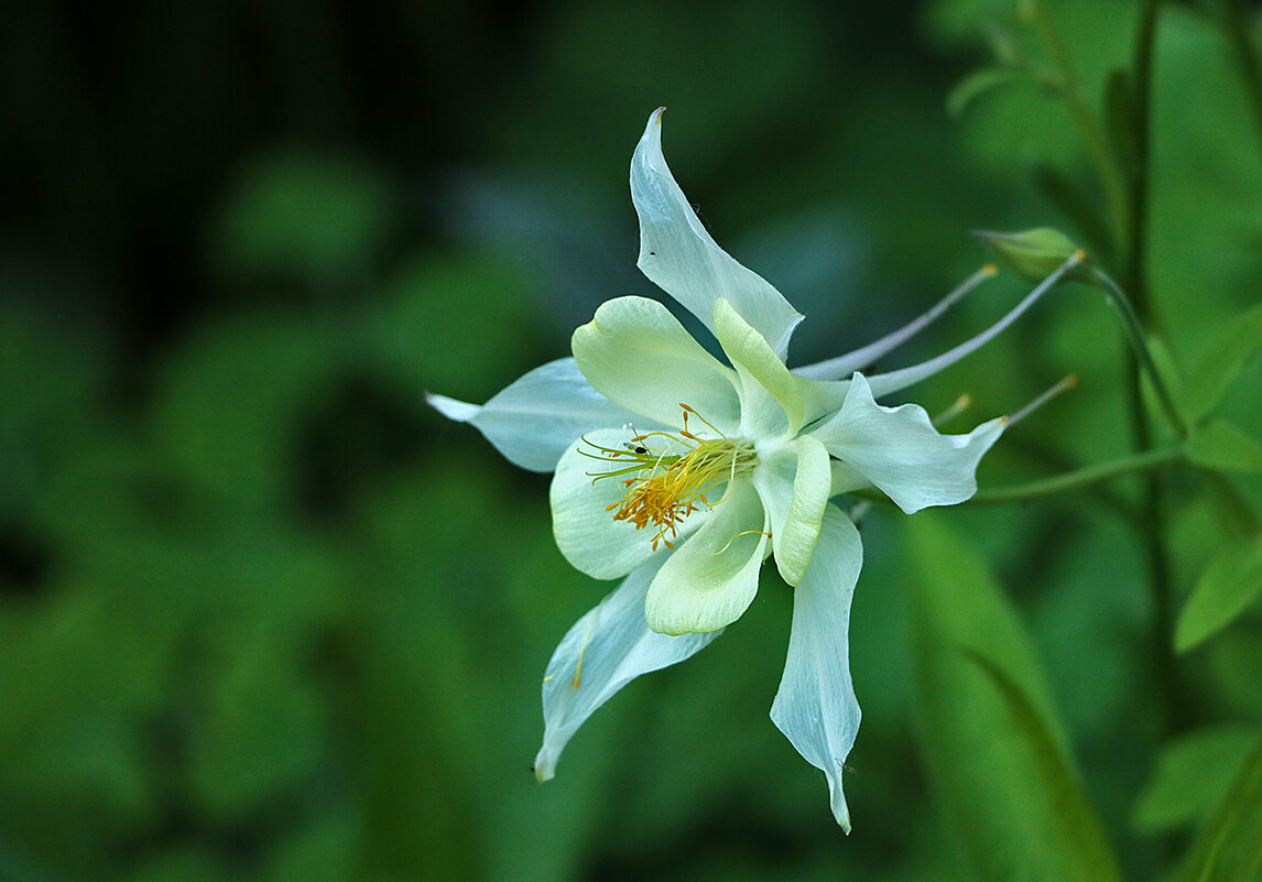 Аквилегия в профиль - Светлана Аквилегия в профиль - Светлана