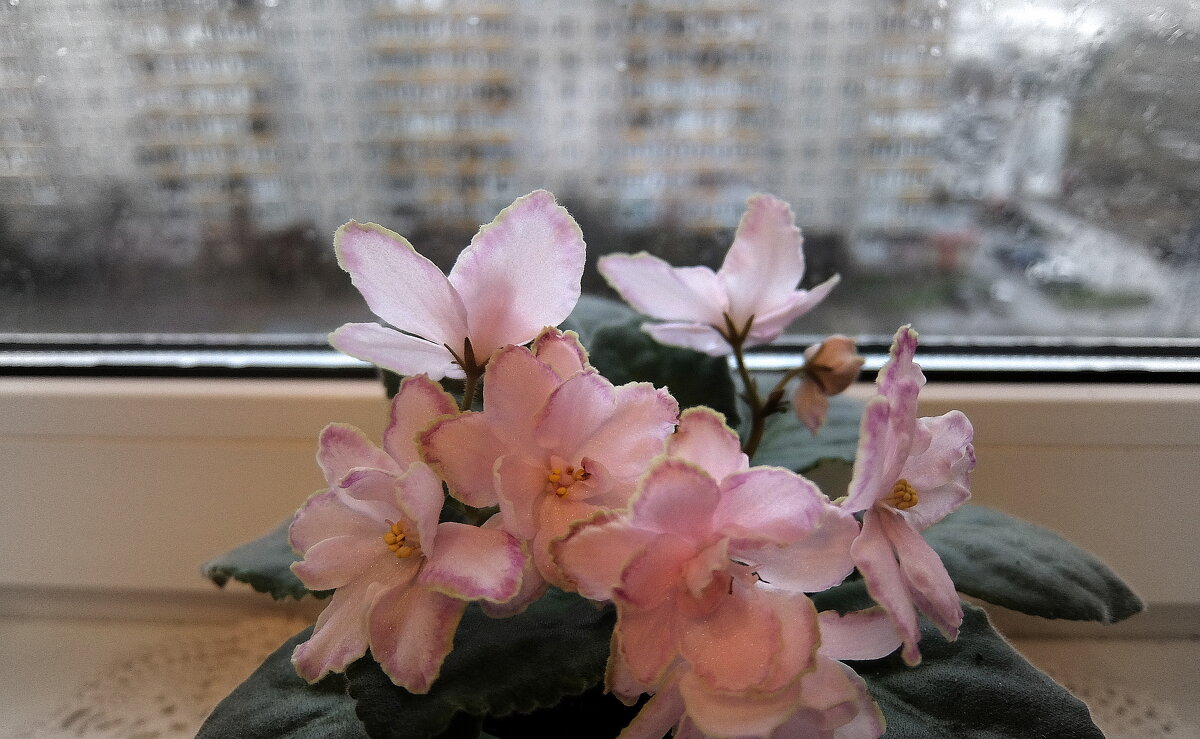 Снова дождь за окном барабанит настойчиво каплями, и погода сегодня, ну скажем, совсем не фонтан. - Люба Снова дождь за окном барабанит настойчиво каплями, и погода сегодня, ну скажем, совсем не фонтан. - Люба