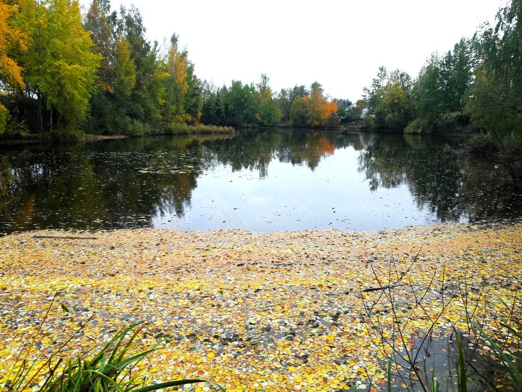 Пруд - Наталья 