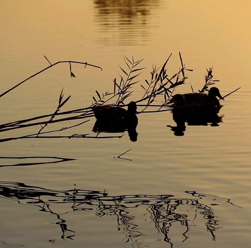 Благодать. - Екатерина Леш