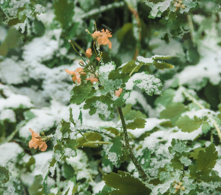 Первый снег - ОСЕНЬ и ЦВЕТЫ - Владимир Максимов Первый снег - ОСЕНЬ и ЦВЕТЫ - Владимир Максимов