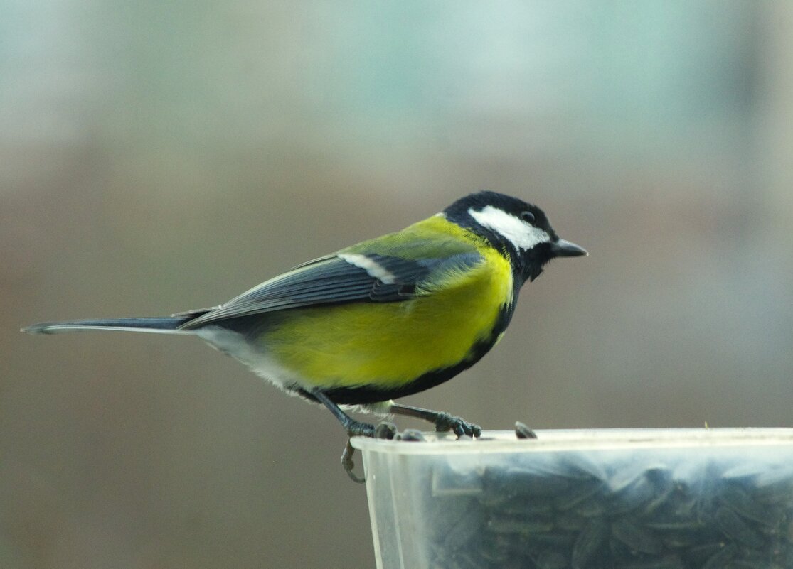 12 ноября - день синицы ! - Юрий Куликов 12 ноября - день синицы ! - Юрий Куликов