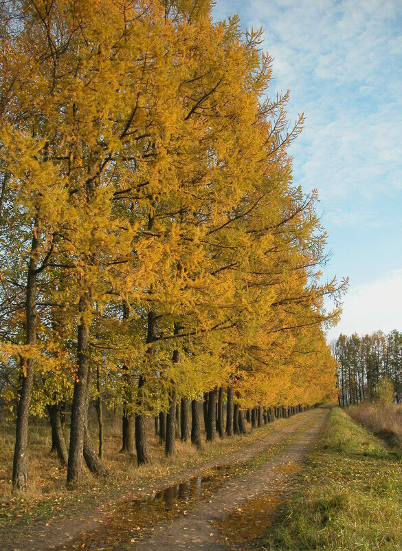 И этот пожар догорел... - Наталья Лунева 