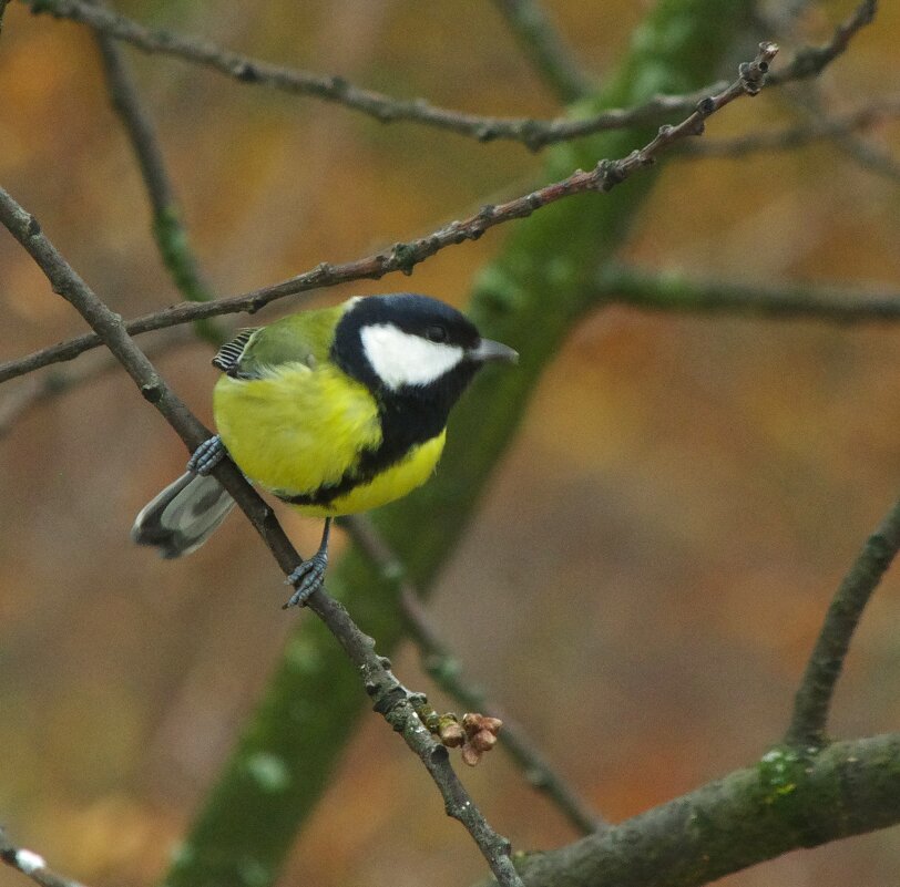 Вот именно ! Сегодня - день синиц ! - Юрий Куликов