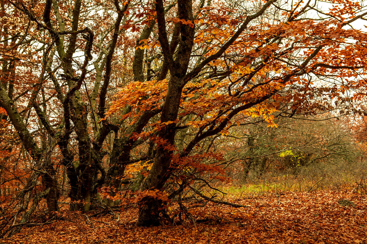 Буковый лес. - Сергей Воротников