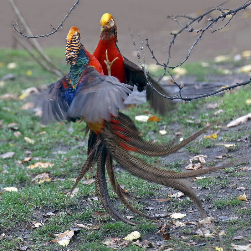 Зоопарк 12 ноября - Михаил Бибичков