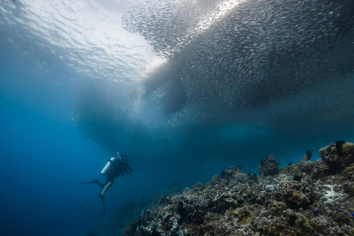 Сардиновое торнадо - алексей афанасьев